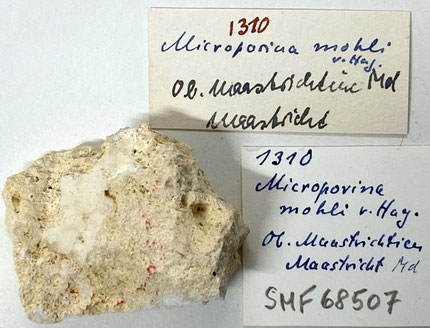 Senckenberg, Bryozoa, Bryozoen, Moostierchen, Sammlung Voigt