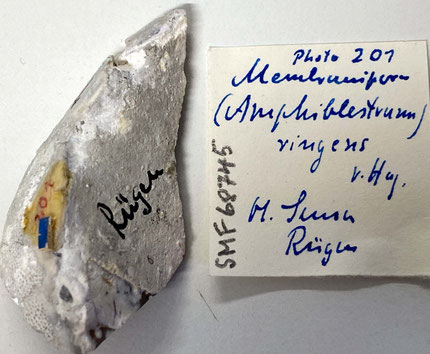 Senckenberg, Bryozoa, Bryozoen, Moostierchen, Sammlung Voigt