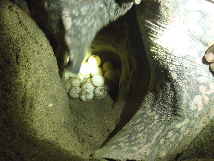 I felt like a bit of a pervert taking this one- it's a turtles tail, foot and eggs if you couldn't quite work it out.