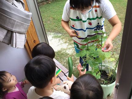 今日、大きく成長した、きゅうりを収穫しました。