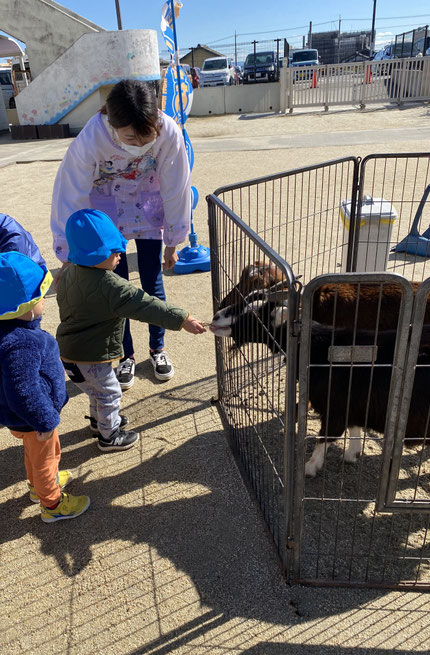 やぎにご飯をあげました。恐る恐るあげる子もいれば、「どうぞー」と嬉しそうにあげる子もいました。