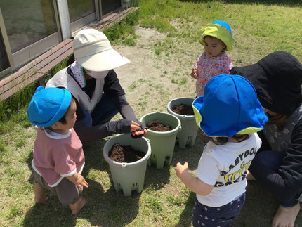 おくらは、昨年度保育園で採れたものの種から成長を見守っていきたいと思います！
