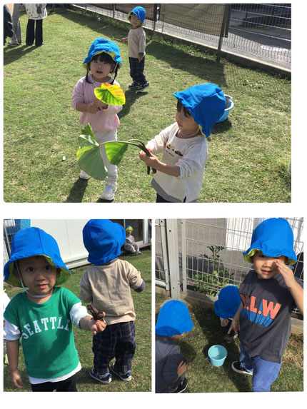 その後は、土を掘って里芋を探したり、「すごい！ようちゅういる！」と出てきたカナブンの幼虫をバケツにいれて観察したり、里芋の大きな葉っぱを持って「みて！かさだよ！」「トトロ！」と楽しそうにみんなで行進して遊びました。