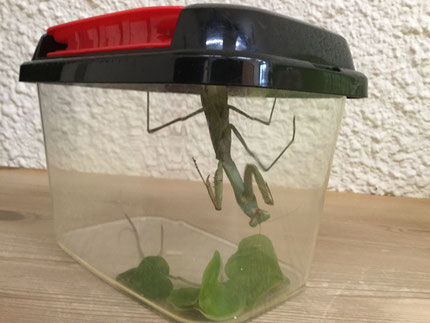 とっても大きな、カマキリさんでした！また遊びにきてねー！