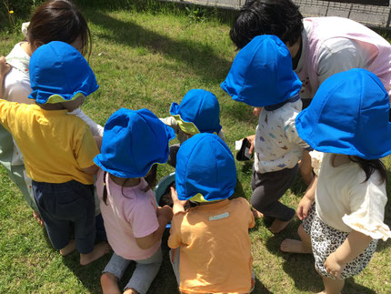 オクラの種まきは特に大人気で、「ちっちゃいね！」「たね、どっかいっちゃった！」と楽しそうに蒔いていました。