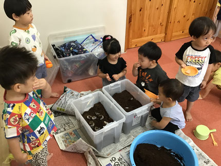 今日は、カブトムシの幼虫を出して、土を交換しました。新しい土を出すと「へんなにおいー！」と鼻をつまんで大笑いしていました。