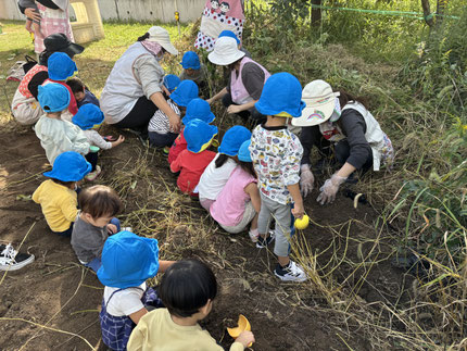 たかはまこども園に芋掘りに行きました。どんな芋が出てくるのかワクワクしながら土を掘っていきました。