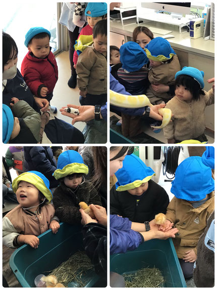 室内コーナーでは、「ふわふわ！」「かわいい！」と、ひよこを手に乗せてもらったり、ネズミを撫でていました。大きな蛇もいて、ドキドキしながら触っていました。