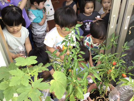 今日は、みんなで野菜の水まきをしました。「いっぱいおみずのんでね！」とお話ししながら水をあげていました。