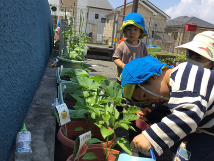 「見てみて！みどりのがなってるよ！」と、葉っぱの影にパプリカを発見して大喜びしていました。