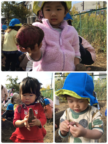 「へびみたいなおいもだよ！」「おっきいのとちっちゃいの見つけた！」とみんな芋掘りを楽しんでいました！