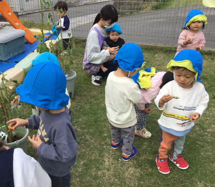 オクラを手にすると、最初はすぐに離しました。チクチクする感触に驚いたようです。だんだん慣れてくると上手く持てるようになりました。たくさん収穫できたね。
