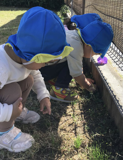 暖かい日は、虫がいるかな? と芝生を掻き分けて、虫探しを楽しんでいました。