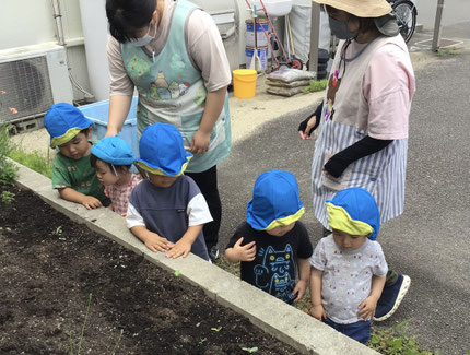 今日は、ほし組さんは、みんなで蒔いたひまわりの様子を見にいきました。「すごい！おおきくなってる！」「はっぱにタネがついてる！」と嬉しそうに見ていました。