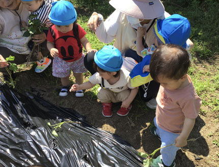「はっぱがついてる！」「えいっ！ってうえて、トントンするんだよね！」と張り切って植えていました！秋になったら美味しいお芋がいっぱいできるかな！？