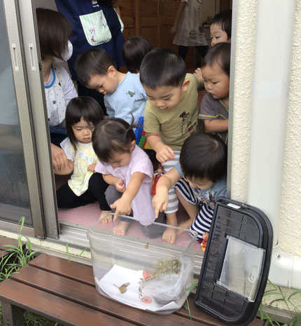 手でちょうちょうをそっと触ると、ちょうが空に飛び立って行き、「うわぁ！！」と歓声が上がりました！