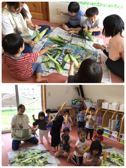 「うわぁ！もじゃもじゃ！」ととうもろこしのひげを触って遊んだり、「きいろいのみえてきた！」「とうもろこしでてきたよ！」とむいたとうもろこしを見せあっこして大喜びしていました！