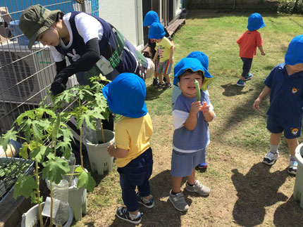 「おおきいオクラあっった！」「きいろいはながさいてる！」とオクラの花を見つけた子もいましたよ。