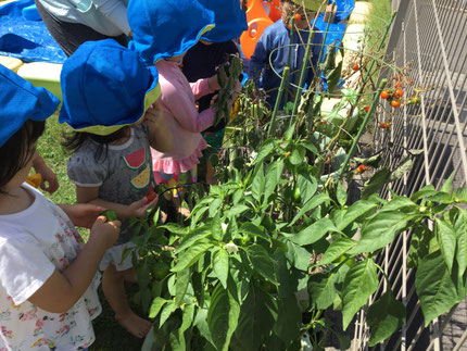 みんなが水やりのお世話を続けてくれている夏野菜。どんどん色づいてきて、とってもおいしそうになってきたよ！