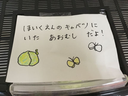 保育園のキャベツにいた、あおむしたち。毎日キャベツを、むしゃむしゃたくさん食べて、元気に育ちました！しばらくすると、サナギになっていましたね。
