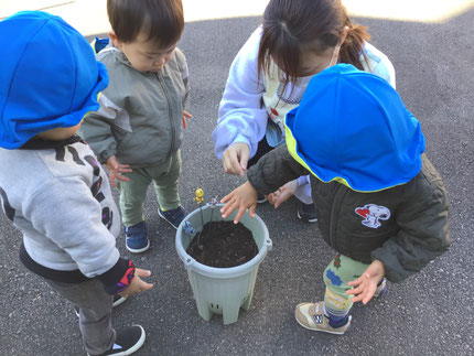 その後、ちょっぴり蓮華の花の種を蒔きました。「ちっちゃいねー。」「手についた！」と楽しそうにまいていました。