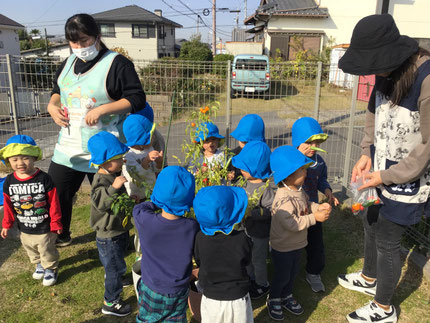 ほしぐみさんは、今年最後のピーマン、パプリカ、オクラを収穫しました。「いっぱいあるね！」「あかいのがほしい！」と嬉しそうに収穫していました。