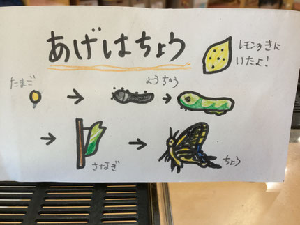 レモンの木にいたアゲハチョウの幼虫が蝶になりました。