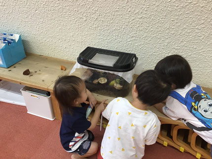 頂いたばかりの頃はまだ小さくて「みえないねぇ。」「なかなかいないね。」とみんなで探していた鈴虫も、今はとっても大きくなり「なす、たべてる！」「きゅうり、たべてる！」と毎日楽しく観察しています。
