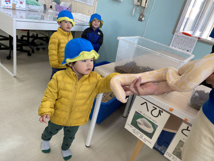 なんと、こんなに大きなヘビもいました！恐る恐る遠くから見る子もいれば、触ってみる子もいました！どんな感触だったかな？冷たかったかな？温かかったかな？動物の名前を覚えたり、普段なかなか触れる事の出来ない動物に触れて嬉しかったね！