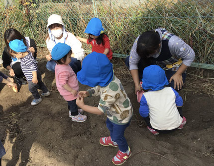お芋を見つけると「なかなか抜けないねー。」といいながら周りの土を掘って引っ張っていました。
