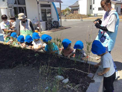 その後は、みんなで駐車場の隣に、ひまわりの種をまきました。「たね、ちっちゃいね！」「きいろのおはな、さくかな？」と、大事そうに土に埋めていました。