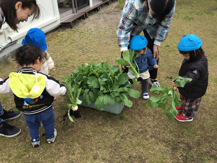 今日は、そらぐみさんとひかりぐみさんで大根とかぶを収穫しました。