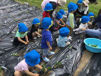 「おいも、はいったよ！」「おすな、かけるね！」と、上手に苗を土の中に埋めていました。秋に、たくさんのお芋ができますように！
