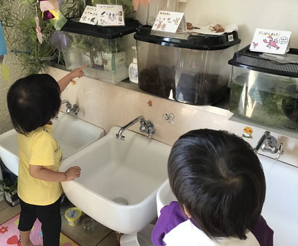 今日、保育園のパンジーにいたツマグロヒョウモンがちょうちょになりました！「みてみて！てんてんがあるちょうちょ！」「かわいい！」とみんな大喜びでした。