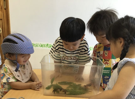 桜ヶ丘高校生物部の方からベンケイガニをいただきました。朝から大人気で、「カニ、うごいてる！」「かわいい！」「あかと、くろだね！」とみんな夢中で見ていました。