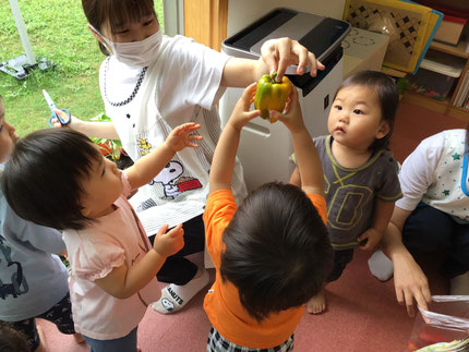 ずっとみんなに「ピーマン！ピーマン！」と言われていたパプリカも黄色や赤になり「おおきい！」「つるつる！」と嬉しそうに手に取っていました。