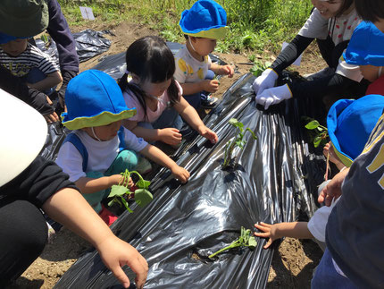 今日は、みんなでたかはまこども園の畑に行ってさつまいもの苗を植えました。