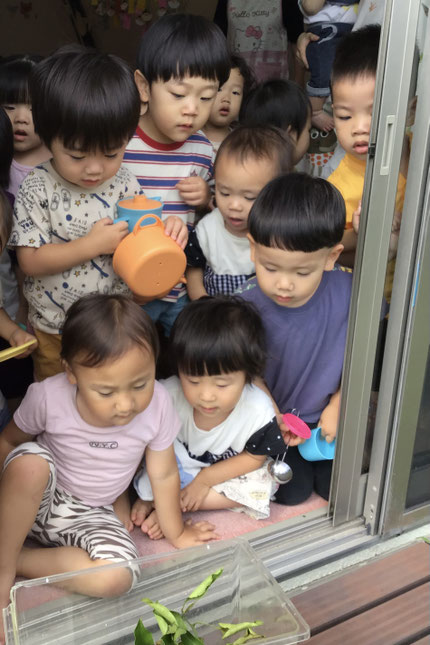 おやつの後、みんなでテラスに逃してあげました。「げんきでね！」「またきてね！」「ばいばーい！」と見えなくなるまで手を振っていました。