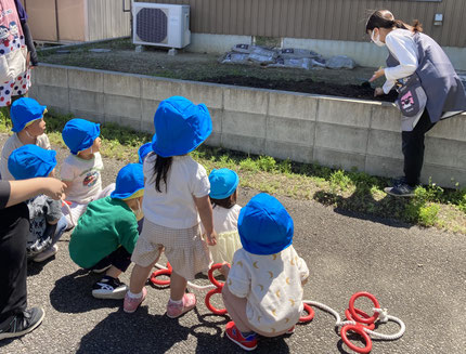 ここにひまわりの種を蒔きます。