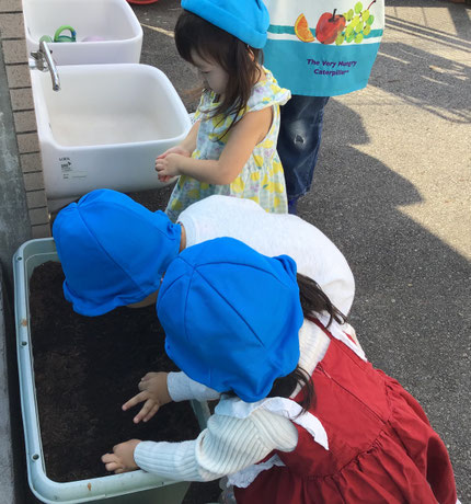 蕪の種を蒔きました。小さな種からどのくらい大きくなるか楽しみだね。