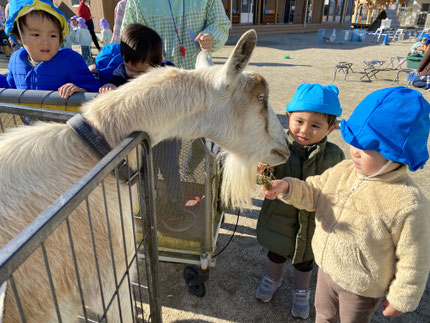 中には餌やりが出来る動物もいました。ヤギにヤサやりをしているお友だちは、干し草を上手に持ってヤギの口元へ持っていくと、パッと離していましたよ。