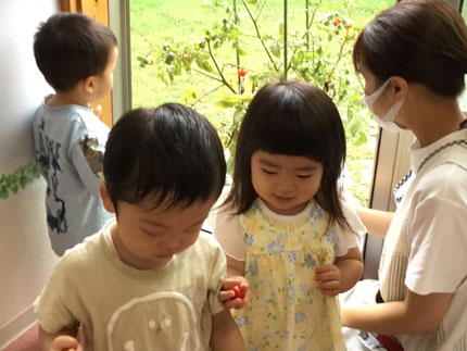 収穫した野菜は調理員さんにお願いして明日の給食に使います。楽しみですね！