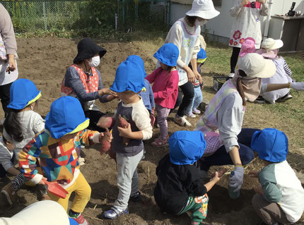 大きいのから小さいのまでたくさんのお芋が掘れてみんな大喜びでした！