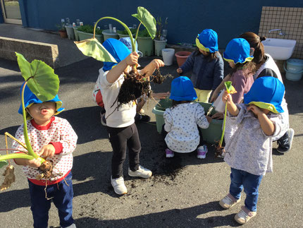 尻餅をつきながら里芋が抜けると、「うわぁ！ぬけた！」「おっきいね！」とみんな大喜びでした！