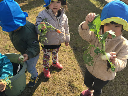 「うんとこしょ、どっこいしょ♪」と大きなカブの絵本のやりとりを楽しんでいる子もいました。引き抜くとカブが２〜３個ついて来る子もいて「わーい！」と喜んだり「みてみてー！」と先生に見てもらい嬉しそうにしていました。