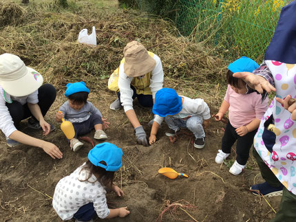 「おいもどこかなぁ？」「あかいのがすこしみえたよ！」と一生懸命掘っていました！