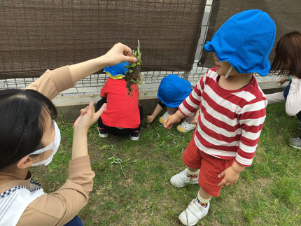 その後は草を抜いてごちそうを作ったり、ダンゴムシを探して遊びました。えいっ！と引っこ抜いた草に大きなダンゴムシを見つけて大喜びでした！