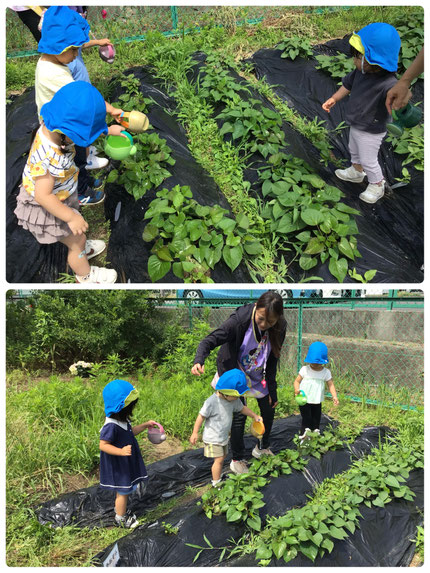 今日は、たかはまこども園さんに借りているお芋畑に、水撒きをしに行きました。「はっぱ、いっぱい！」「おみず、あげるね！」「おおきくなあれ！」とたくさんお水をあげていました。
