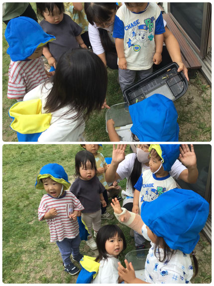 ほしぐみさんは、お散歩の後テラスで蝶々を逃しました。保育園のレモンの木にいた幼虫を毎日観察して、今日蛹から出てきたアゲハチョウです。「げんきでねー！」「バイバーイ！またきてねー！！」とみんな蝶々が見えなくなるまで手を振っていました。