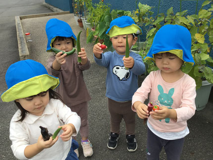 収穫した野菜は、調理してもらい、お給食の時、みんなで食べたいと思います。